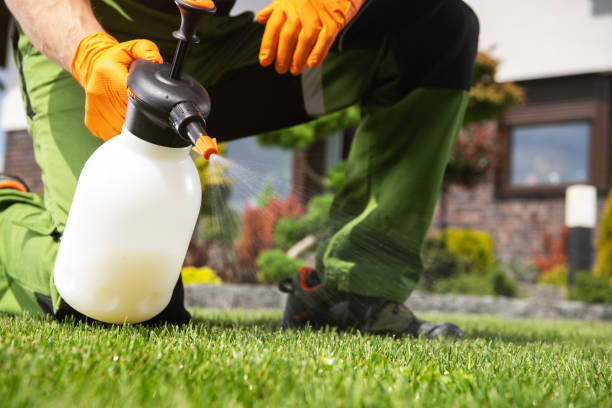 Best Flea Control Services  in Manila, AR