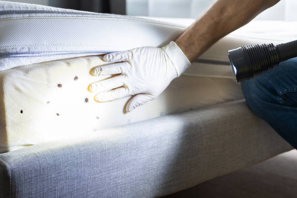 Best Pest Control for Businesses  in Manila, AR