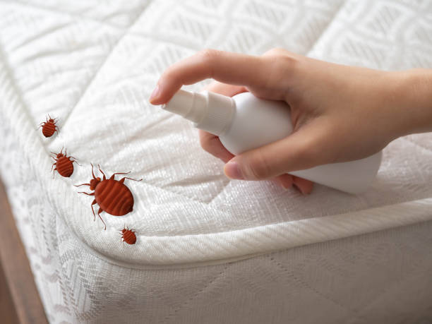 Insect Control in Manila, AR