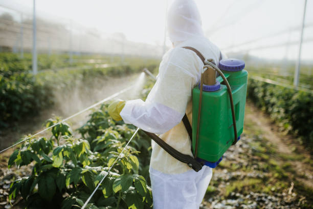Best Insect Control  in Manila, AR